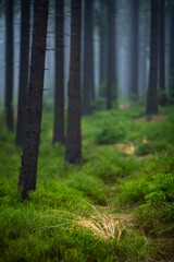 Fototapeta premium Bunch of golden grass in the moody spruce forest.