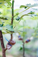 planting and grafting fig tree in greenhouse