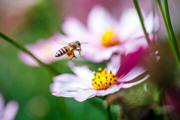 close-up colorful cosmos flower with bumble bee