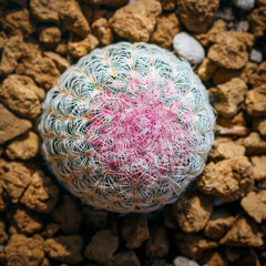 Close up Cactus Flower Blooming in The Garden