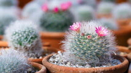 Close up Cactus Flower Blooming in The Garden