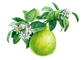 Bergamot branch with flowers, fruits on isolated white background, watercolor botanical illustration - obrazy, fototapety, plakaty