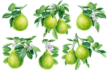 Bergamot, fruit set on isolated white background, watercolor botanical illustration - obrazy, fototapety, plakaty
