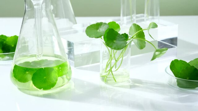 White Background Centella asiatica for Biological experiment presentation Centella asiatica leaves and green water in biological test tubes. Production of cosmetics based on Centella asiatica 