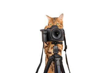 Domestic cat and SLR camera on tripod on white background