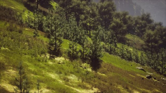 autumn forest on green rocky hills