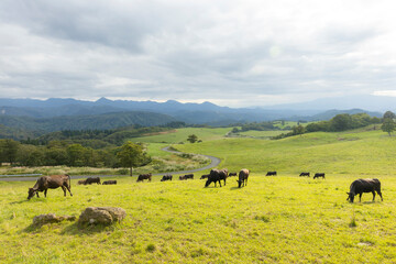 Fototapeta na wymiar 高原の牧場の牛の群れ