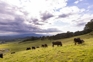 高原の牧場の黒毛牛の群れ
