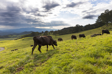 高原の牧場の黒毛牛の群れ
