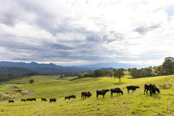 Fototapeta na wymiar 高原の牧場の黒毛牛の群れ