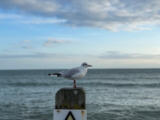 Seagul on post on a beach in New Forest, England, UK
