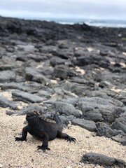 Amblyrhynchus cristatus in Galapagos Islands, Isla Santa Cruz（ウミイグアナ, ガラパゴス諸島, サンタクルス島）
