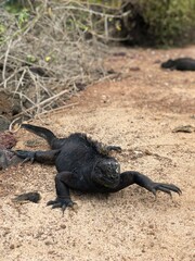 Amblyrhynchus cristatus in Galapagos Islands, Isla Santa Cruz（ウミイグアナ, ガラパゴス諸島, サンタクルス島）