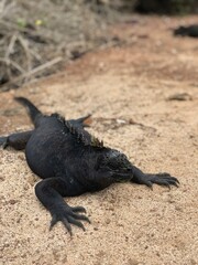 Amblyrhynchus cristatus in Galapagos Islands, Isla Santa Cruz（ウミイグアナ, ガラパゴス諸島, サンタクルス島）