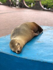 Galapagos sea lion in Galapagos Islands, Isla Santa Cruz（ガラパゴスアシカ, ガラパゴス諸島, サンタクルス島）