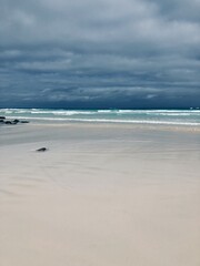 Tortuga Bay beach in Galapagos Islands, Isla Santa Cruz（トルトゥーガベイ, ガラパゴス諸島, サンタクルス島）