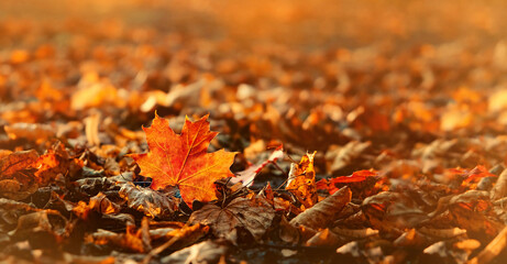 bright fallen leaves on abstract sunny natural background. orange maple leaf symbol of autumn. fall...