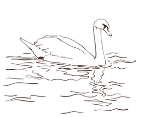 swan