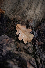autumn oak leaf on dark wooden natural background. symbol of autumn season. fall time. top view. copy space