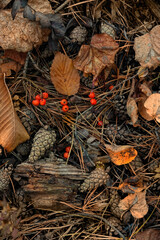 Forest ground with leaves, cones, twigs and berries. Forest soil texture natural background. Fall season concept. top view
