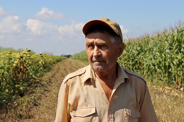 Old man stands on a green cornfield, elderly farmer in baseball cap inspects the crop. Villager on farm in a sunny day on background of high corn stalks