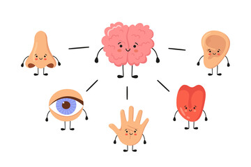 Brain and five human senses organs kawaii characters. Nose, ear, hand, tongue and eye. Cute sensory organs. See, hear, feel, smell and taste. Vector illustrations isolated on white background.