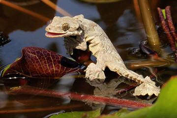 A Kuhl's flying gecko resting. This reptile has the scientific name Ptychozoon kuhli. 