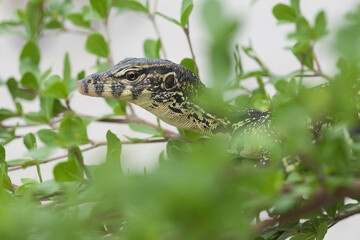 Lizard Between Leaves