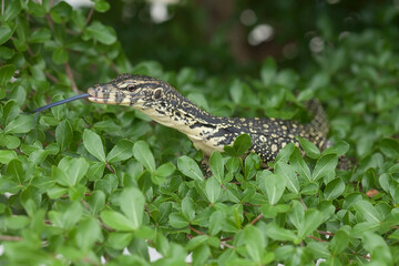 Lizard Between Leaves