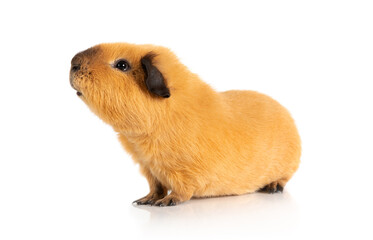 Guinea pig on a white background