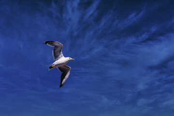 Seagull fly freely on the background of the blue dramatic sky