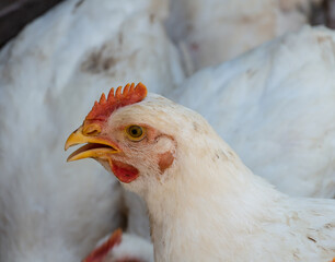 white broiler chickens in the farm yard, chickens communicate