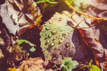 Autumn background-aspen leaves fallen leaves lying on the grass
