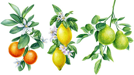 Branch with flowers. Tangerines, lemon, bergamot. Watercolor botanical illustration, flora design. Isolated background - obrazy, fototapety, plakaty