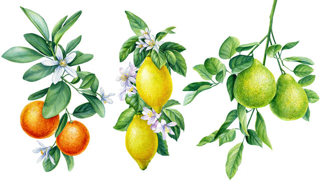 Branch with flowers. Tangerines, lemon, bergamot. Watercolor botanical illustration, flora design. Isolated background
