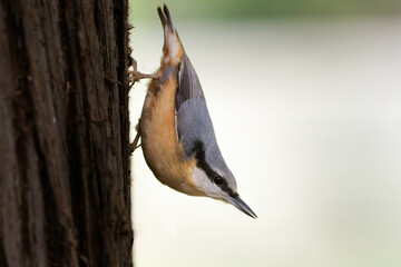 a nuthatch runs headlong down a tree trunk