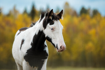 Obraz na płótnie Canvas Portrait of paint horse foal with blue eyes in autumn