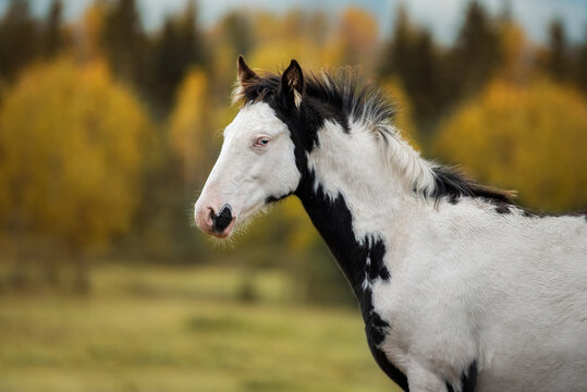 Portrait of paint horse foal in autumn