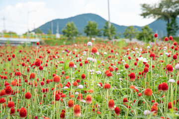 흐드러지게 핀 꽃밭