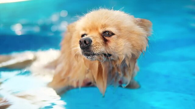 Pomeranian spitz dog swimming in a pool. Hot weather