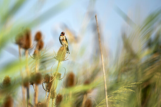 Chardonneret &eacute;l&eacute;gant perch&eacute; sur un chardon