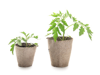 Tomato seedlings in peat pots on white background