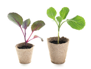 Cabbage seedlings in peat pots on white background