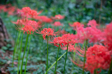 붉게 핀 꽃무릇