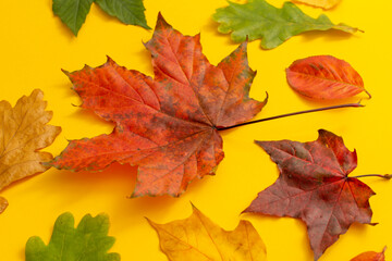 red maple leaf on yellow background, golden autumn