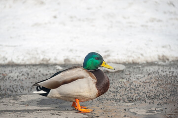 Mallard duck drake walks on the sidewalk in the city park