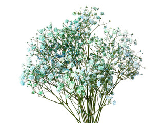 Beautiful colorful gypsophila flowers on white background