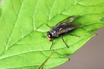 Fly sitting on green leaf, closeup