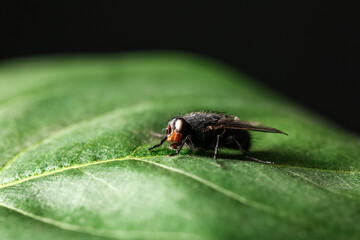 Fly sitting on green leaf against dark background, closeup