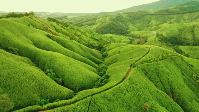 Aerial view drone shot of flowing fog waves on mountain tropical rainforest In the evening, Bird eye view image over the clouds Amazing nature background with clouds and mountain peaks.